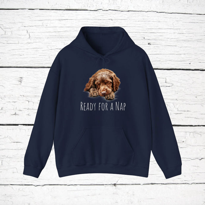 American Water Spaniel 